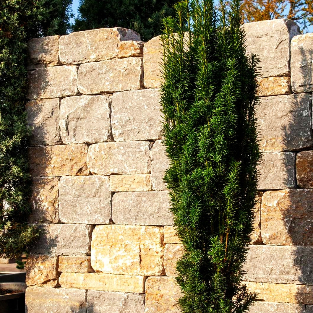 Schmale Säulen-Eibe 'Fastigiata Robusta' (Taxus baccata)