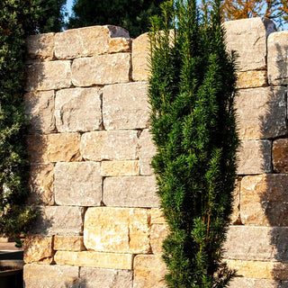 Schmale Säulen-Eibe 'Fastigiata Robusta' (Taxus baccata)