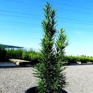 Schmale Säulen-Eibe 'Fastigiata Robusta' (Taxus baccata)