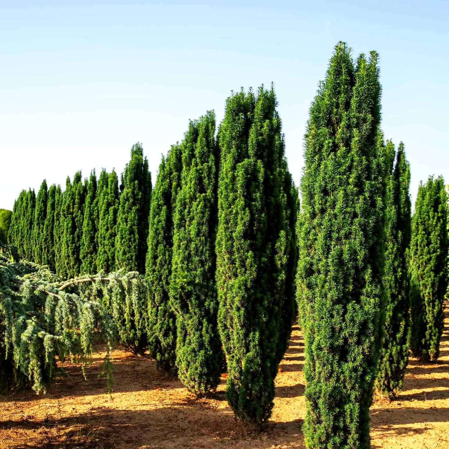 Schmale Säulen-Eibe 'Fastigiata Robusta' (Taxus baccata)