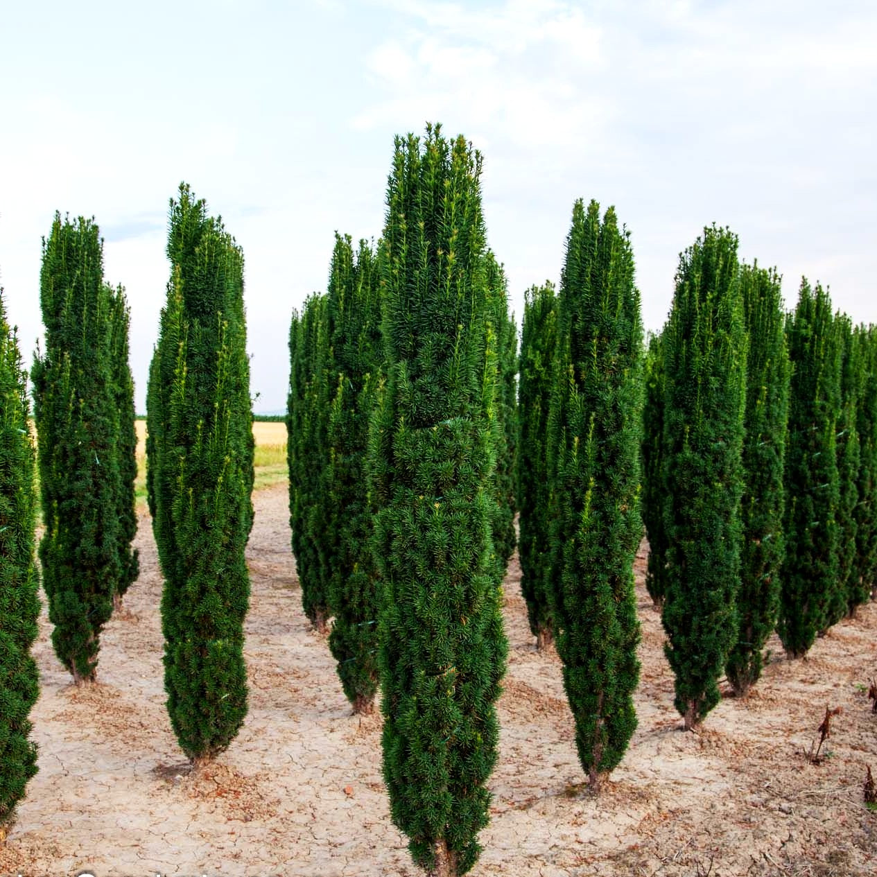 Schmale Säulen-Eibe 'Fastigiata Robusta' (Taxus baccata)