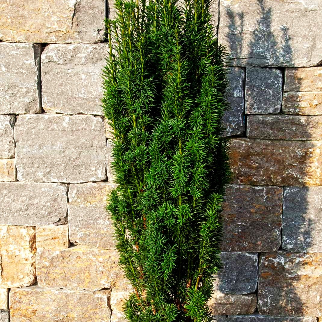 Schmale Säulen-Eibe 'Fastigiata Robusta' (Taxus baccata)