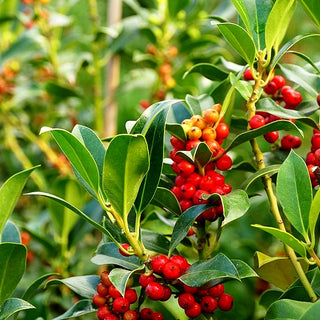 Schmale Stechpalme 'Pyramidalis' (Ilex aquifolium)