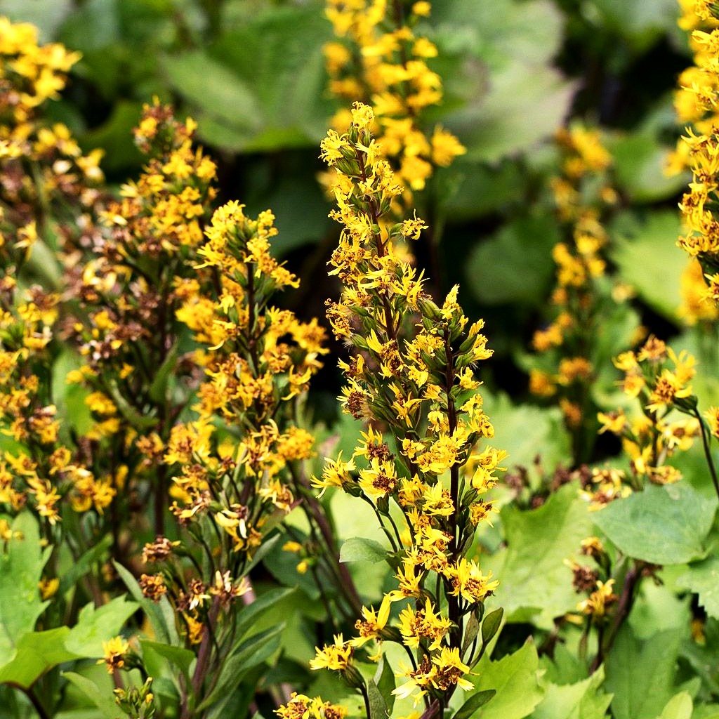Schmaler Goldkolben 'Little Rocket' (Ligularia stenocephala)