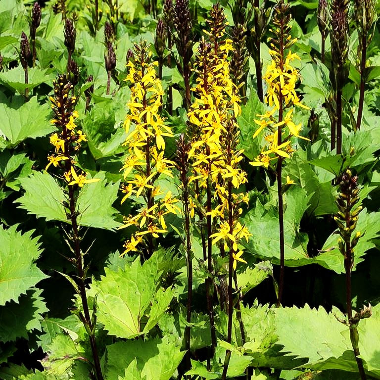 Schmaler Goldkolben 'Little Rocket' (Ligularia stenocephala)