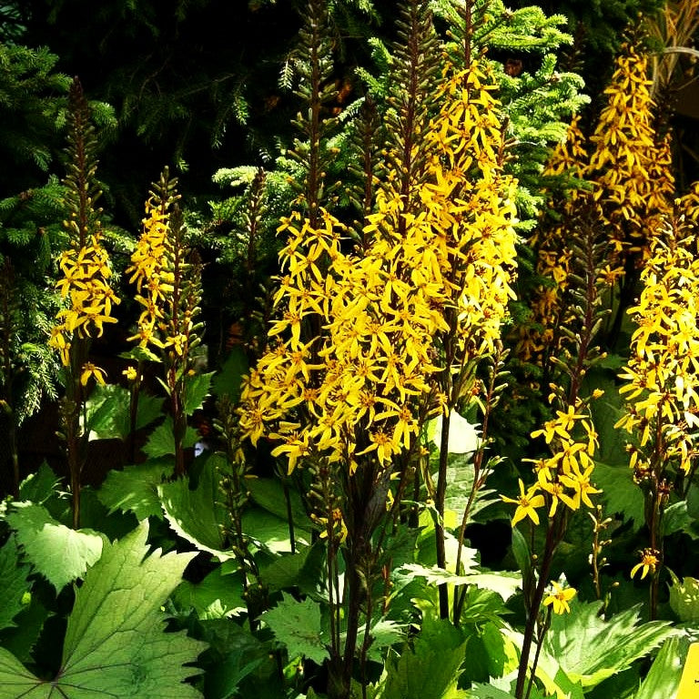Schmaler Goldkolben 'Little Rocket' (Ligularia stenocephala)