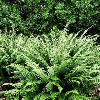 Schmaler Goldschuppenfarn 'Pinderi' (Dryopteris affinis)