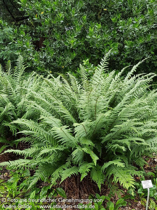 Schmaler Goldschuppenfarn 'Pinderi' (Dryopteris affinis)
