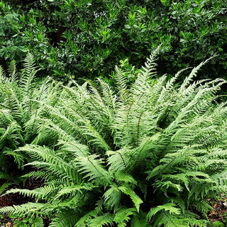 Schmaler Goldschuppenfarn 'Pinderi' (Dryopteris affinis)