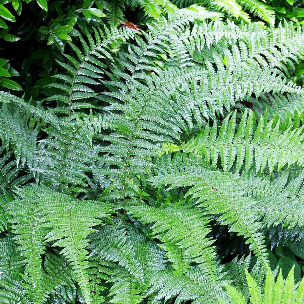 Schmaler Goldschuppenfarn 'Pinderi' (Dryopteris affinis)