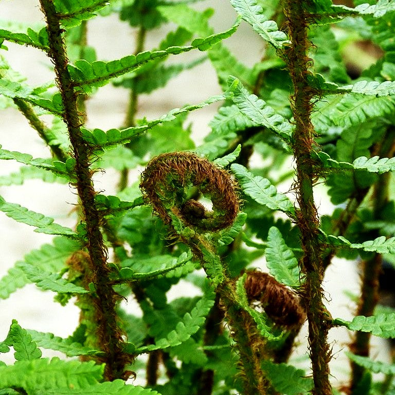 Schmaler Goldschuppenfarn 'Pinderi' (Dryopteris affinis)