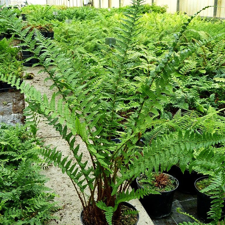 Schmaler Goldschuppenfarn 'Pinderi' (Dryopteris affinis)