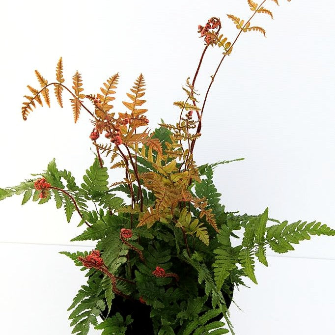 Schmaler Goldschuppenfarn 'Pinderi' (Dryopteris affinis)