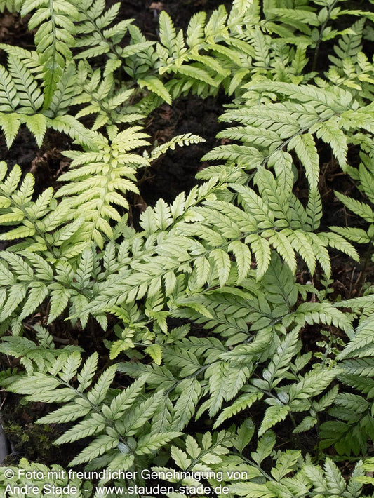 Schmaler Schildfarn (Polystichum tsus-simense)