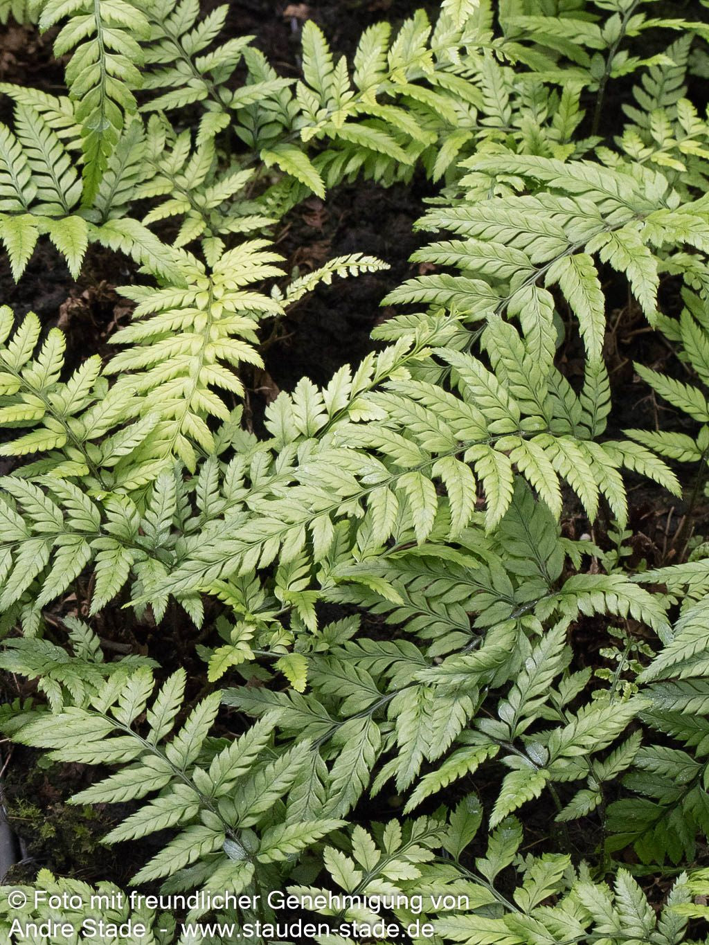 Schmaler Schildfarn (Polystichum tsus-simense)