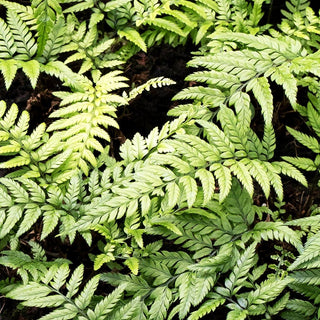 Schmaler Schildfarn (Polystichum tsus-simense)