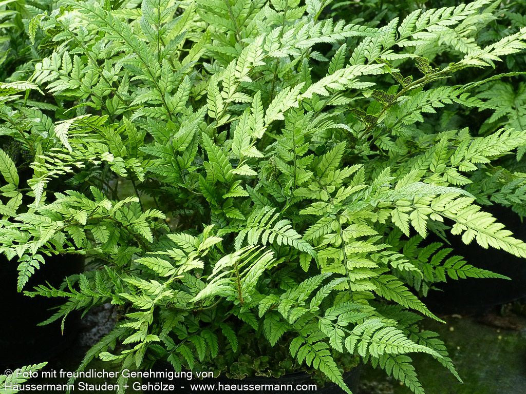 Schmaler Schildfarn (Polystichum tsus-simense)