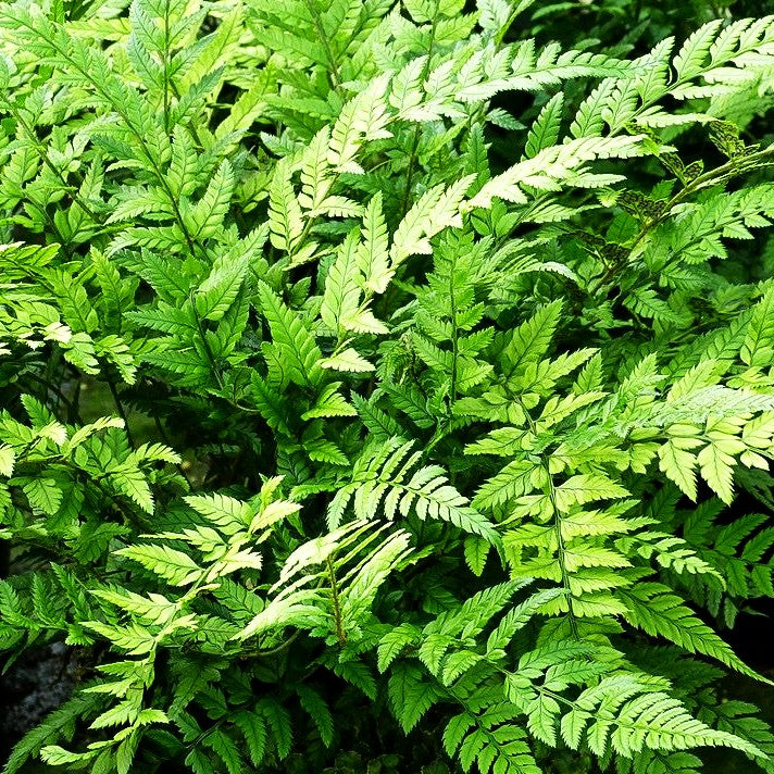 Schmaler Schildfarn (Polystichum tsus-simense)