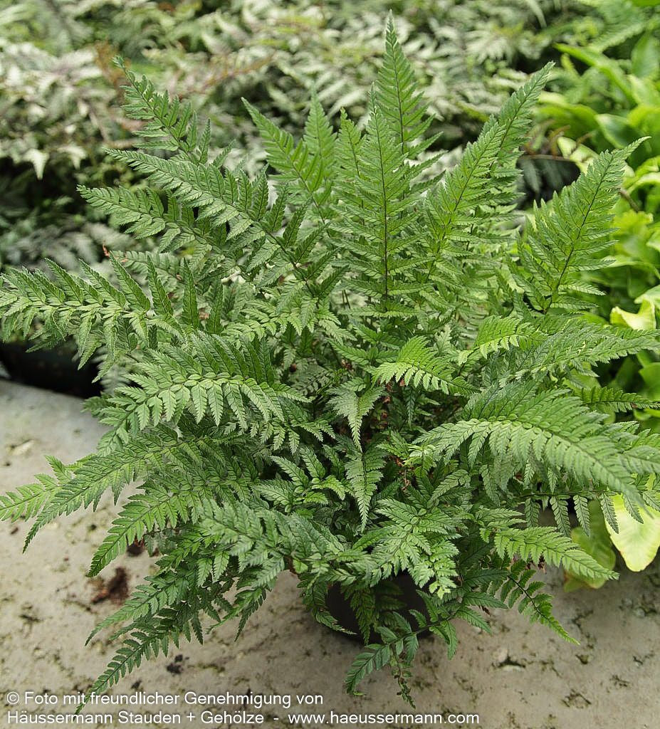 Schmaler Schildfarn (Polystichum tsus-simense)