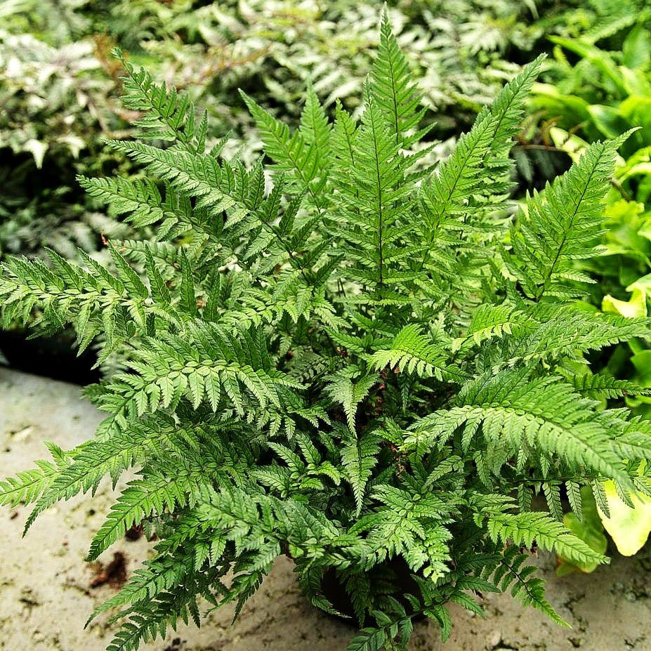 Schmaler Schildfarn (Polystichum tsus-simense)