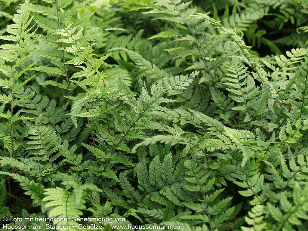 Schmaler Schildfarn (Polystichum tsus-simense)