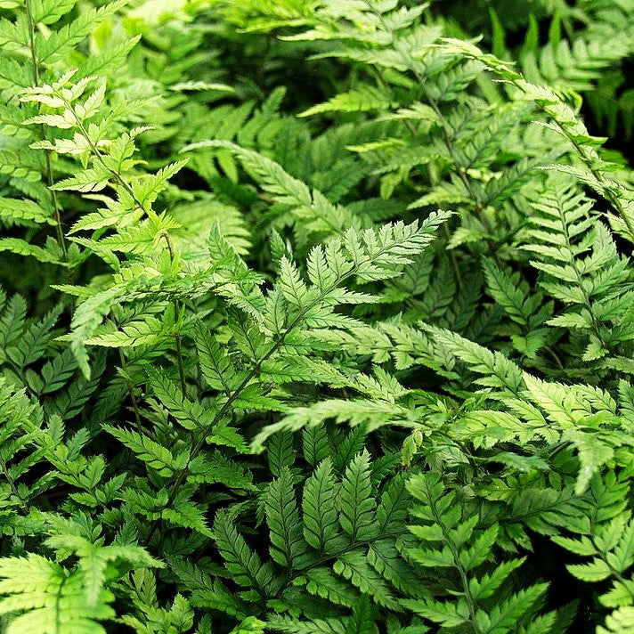Schmaler Schildfarn (Polystichum tsus-simense)