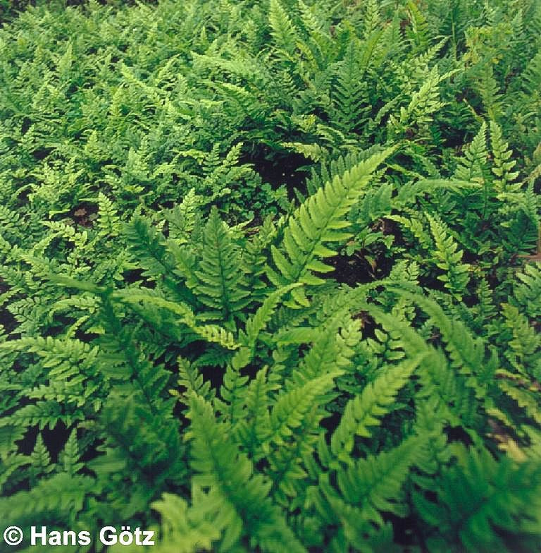 Schmaler Schildfarn (Polystichum tsus-simense)