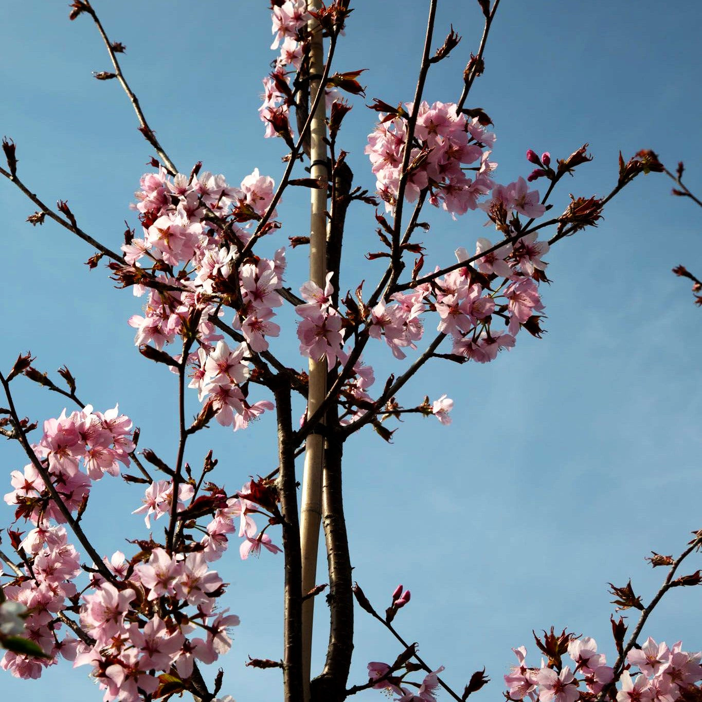 Schmalkronige Scharlachkirsche 'Rancho' (Prunus sargentii)