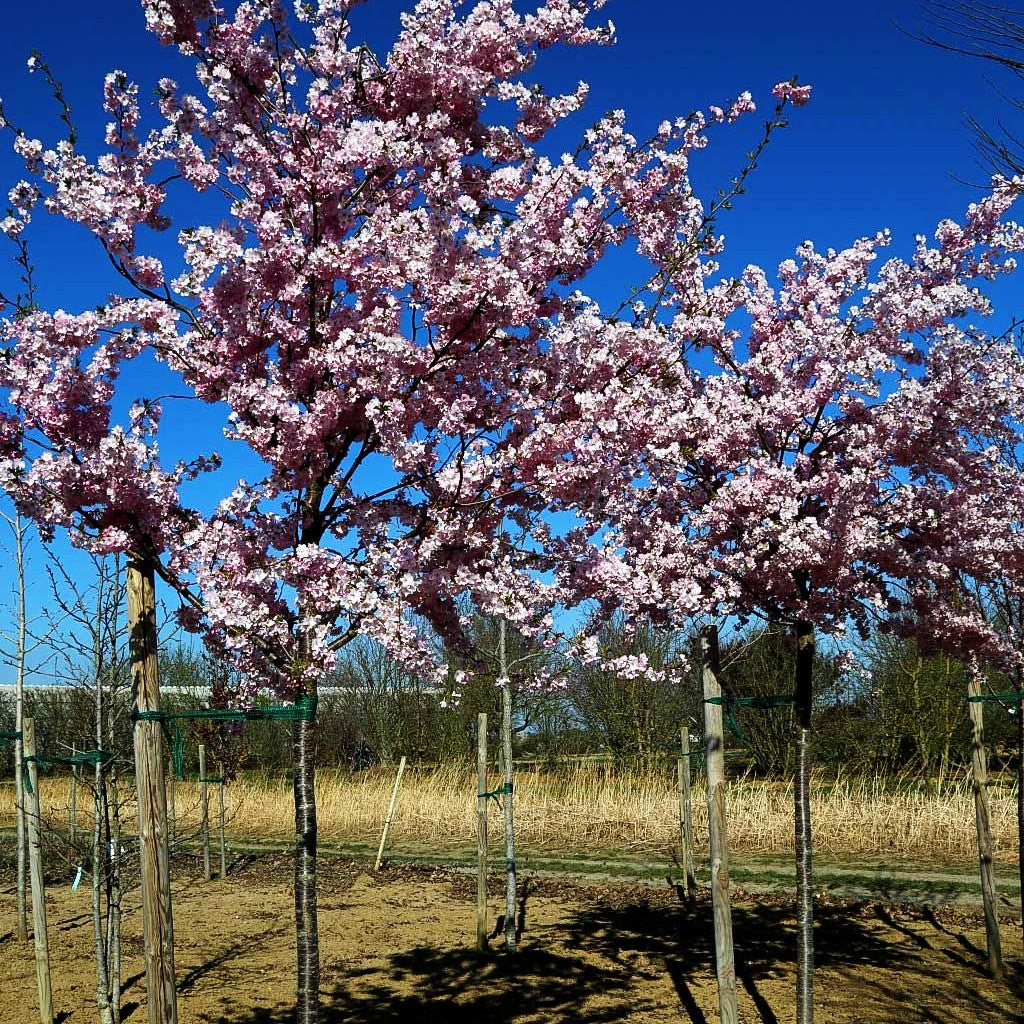 Schmalkronige Scharlachkirsche 'Rancho' (Prunus sargentii)