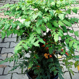 Schmuck-Mahonie (Mahonia bealei)