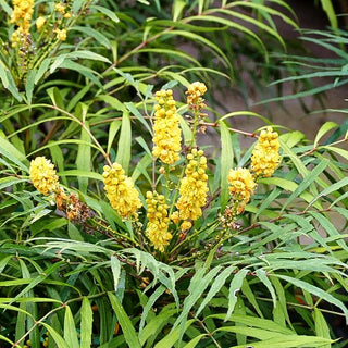 Schmuck-Mahonie 'Soft Caress' (Mahonia eurybracteata)