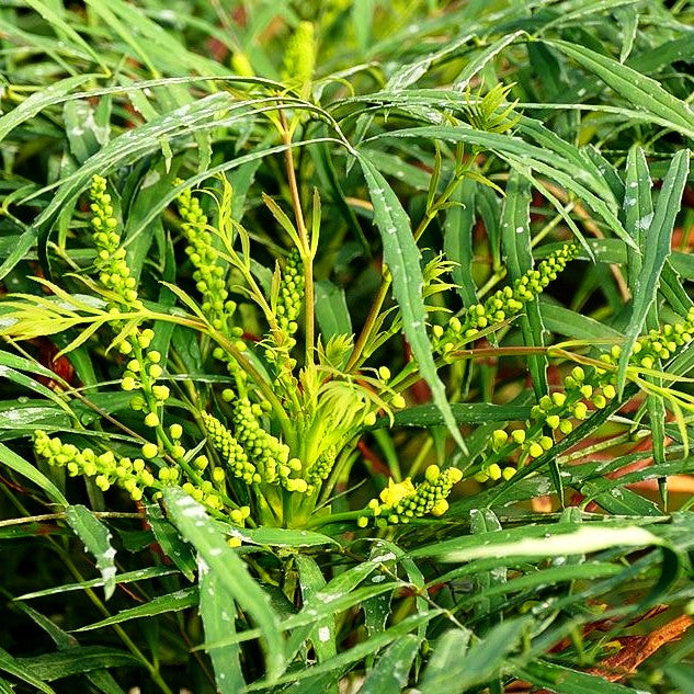 Schmuck-Mahonie 'Soft Caress' (Mahonia eurybracteata)
