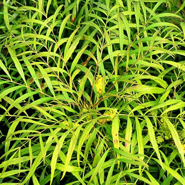 Schmuck-Mahonie 'Soft Caress' (Mahonia eurybracteata)