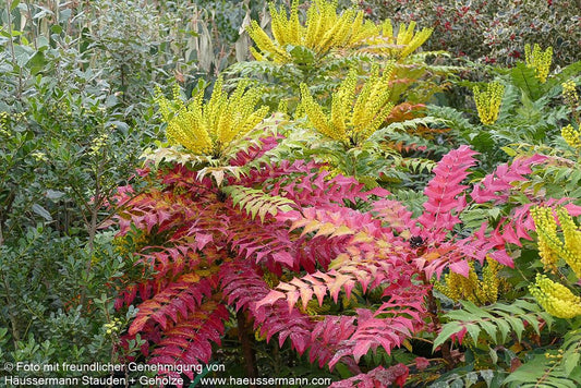 Schmuck-Mahonie 'Winter Sun' (Mahonia x media)