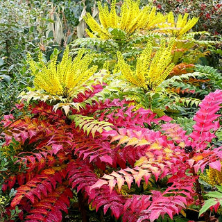 Schmuck-Mahonie 'Winter Sun' (Mahonia x media)