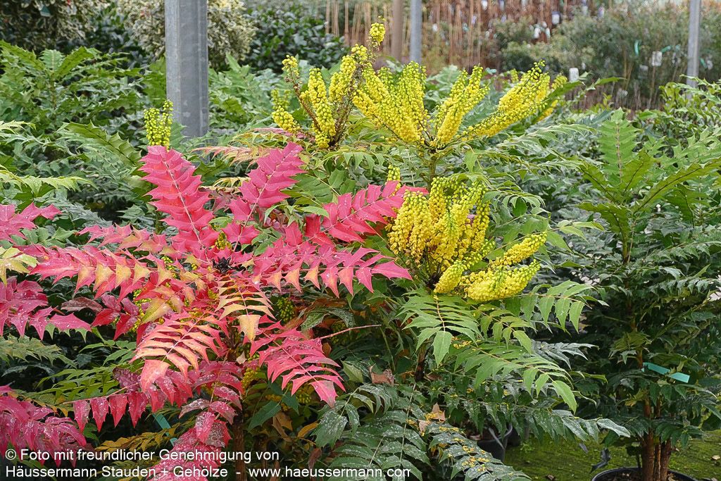 Schmuck-Mahonie 'Winter Sun' (Mahonia x media)