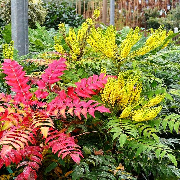 Schmuck-Mahonie 'Winter Sun' (Mahonia x media)