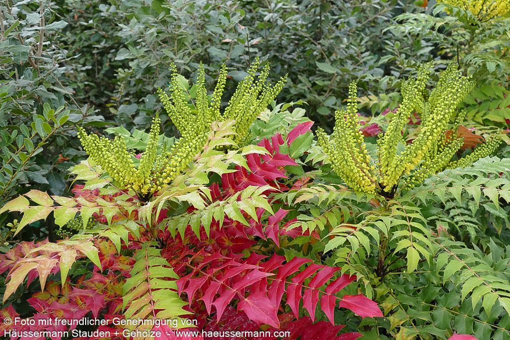 Schmuck-Mahonie 'Winter Sun' (Mahonia x media)