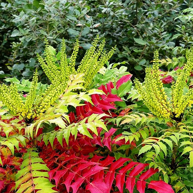 Schmuck-Mahonie 'Winter Sun' (Mahonia x media)