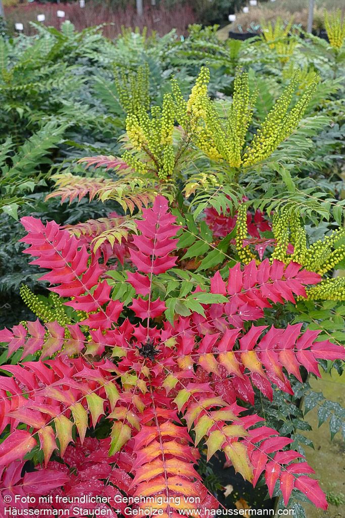 Schmuck-Mahonie 'Winter Sun' (Mahonia x media)
