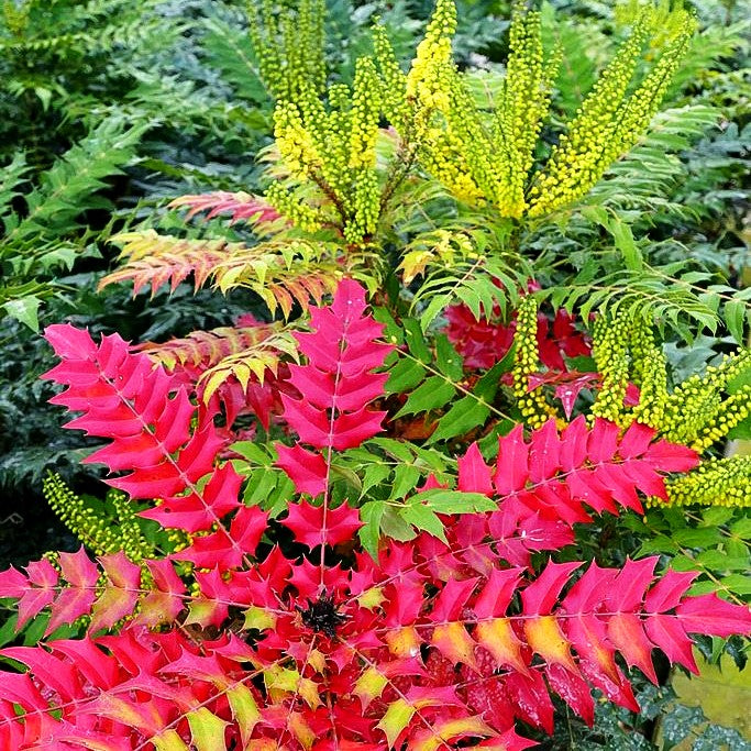 Schmuck-Mahonie 'Winter Sun' (Mahonia x media)