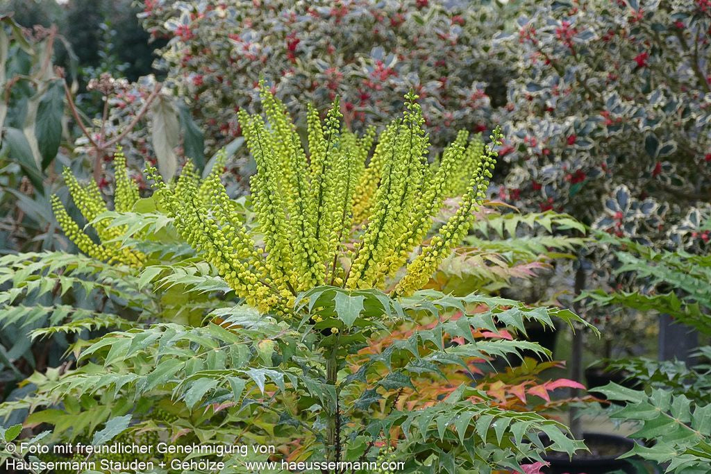 Schmuck-Mahonie 'Winter Sun' (Mahonia x media)