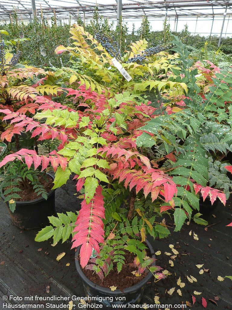 Schmuck-Mahonie 'Winter Sun' (Mahonia x media)