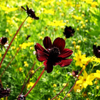Schmuckkörbchen 'Chocamocha' (Cosmos atrosanguineus)