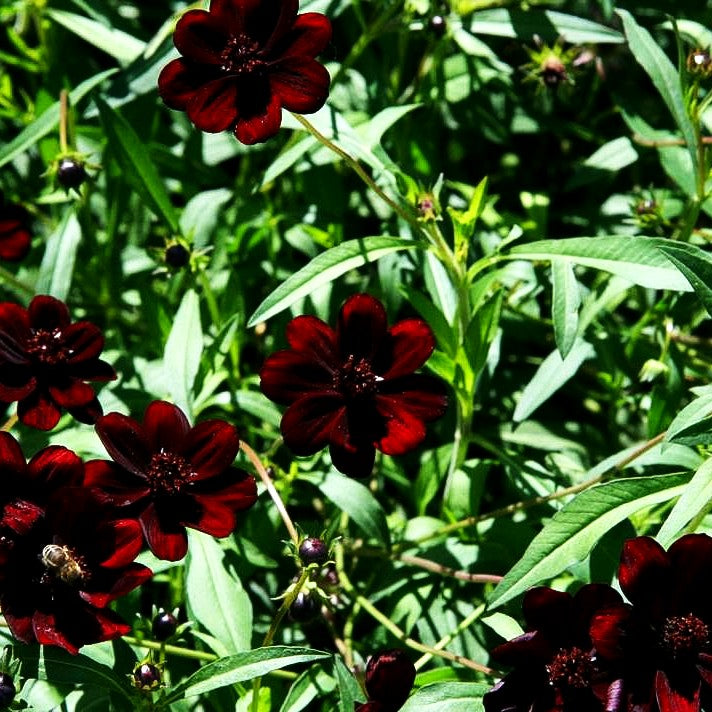 Schmuckkörbchen 'Chocamocha' (Cosmos atrosanguineus)