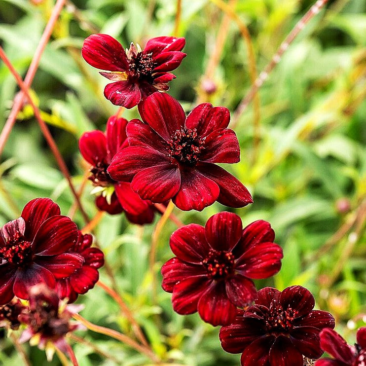 Schmuckkörbchen 'Chocamocha' (Cosmos atrosanguineus)