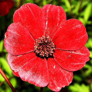Schmuckkörbchen (Cosmos atrosanguineus)