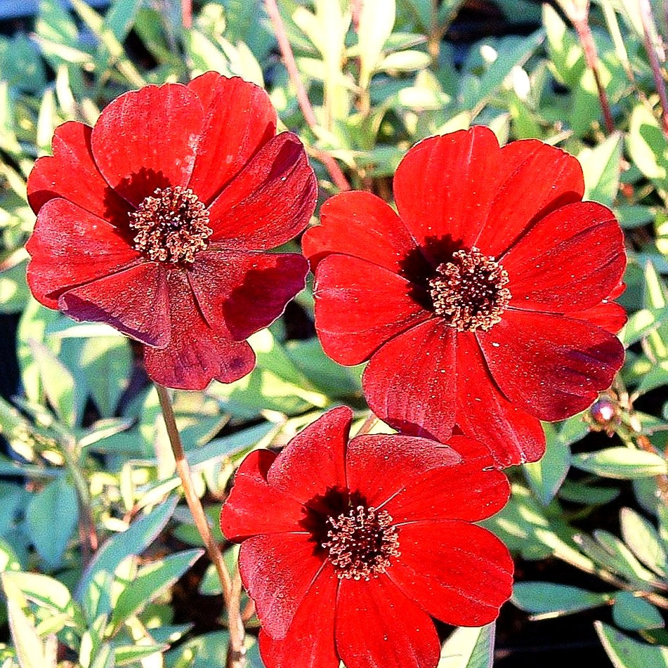 Schmuckkörbchen (Cosmos atrosanguineus)