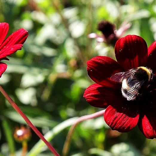 Schmuckkörbchen (Cosmos atrosanguineus)