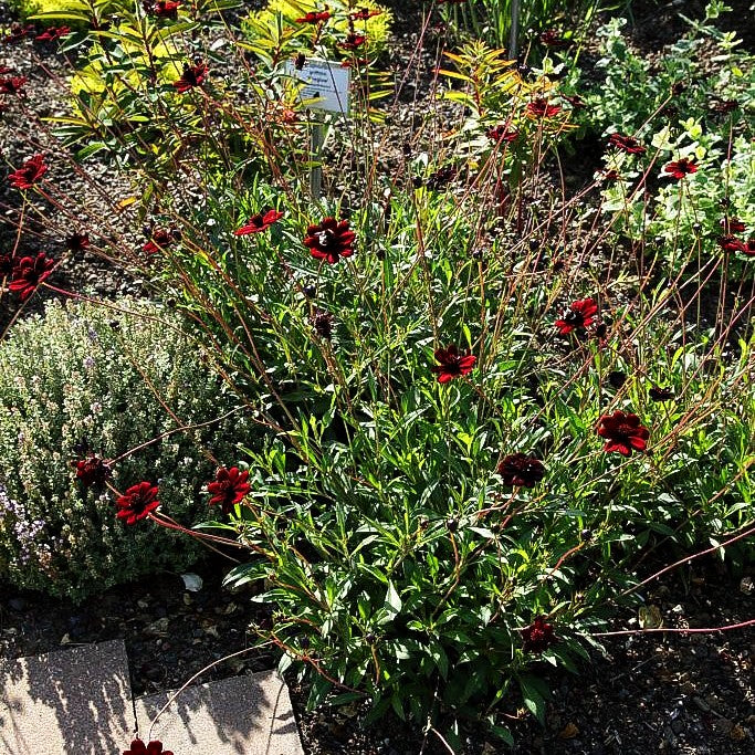 Schmuckkörbchen (Cosmos atrosanguineus)